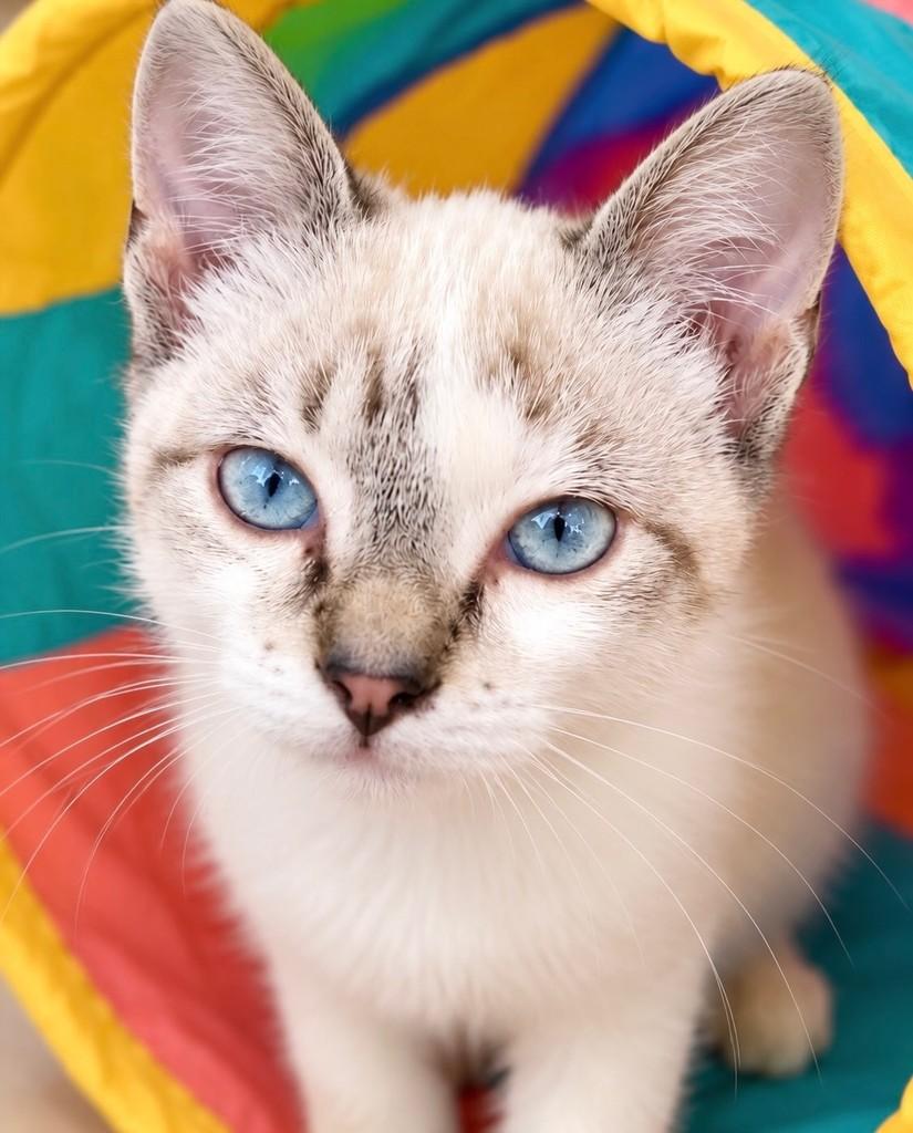 Safir, gato de porte pequeno para adoção no Rio de Janeiro - RJ