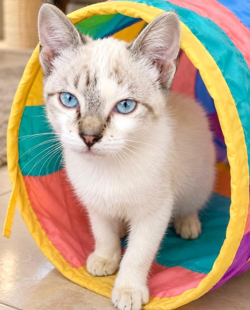 Safir, gato de porte pequeno para adoção no Rio de Janeiro - RJ — foto 3 de 3