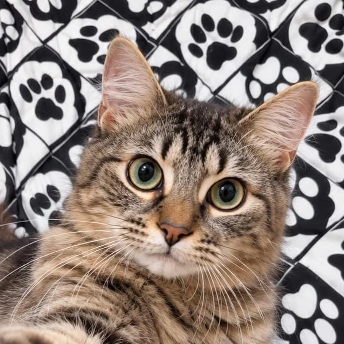 Juca, gato de porte pequeno para adoção no Rio de Janeiro - RJ — foto 4 de 5
