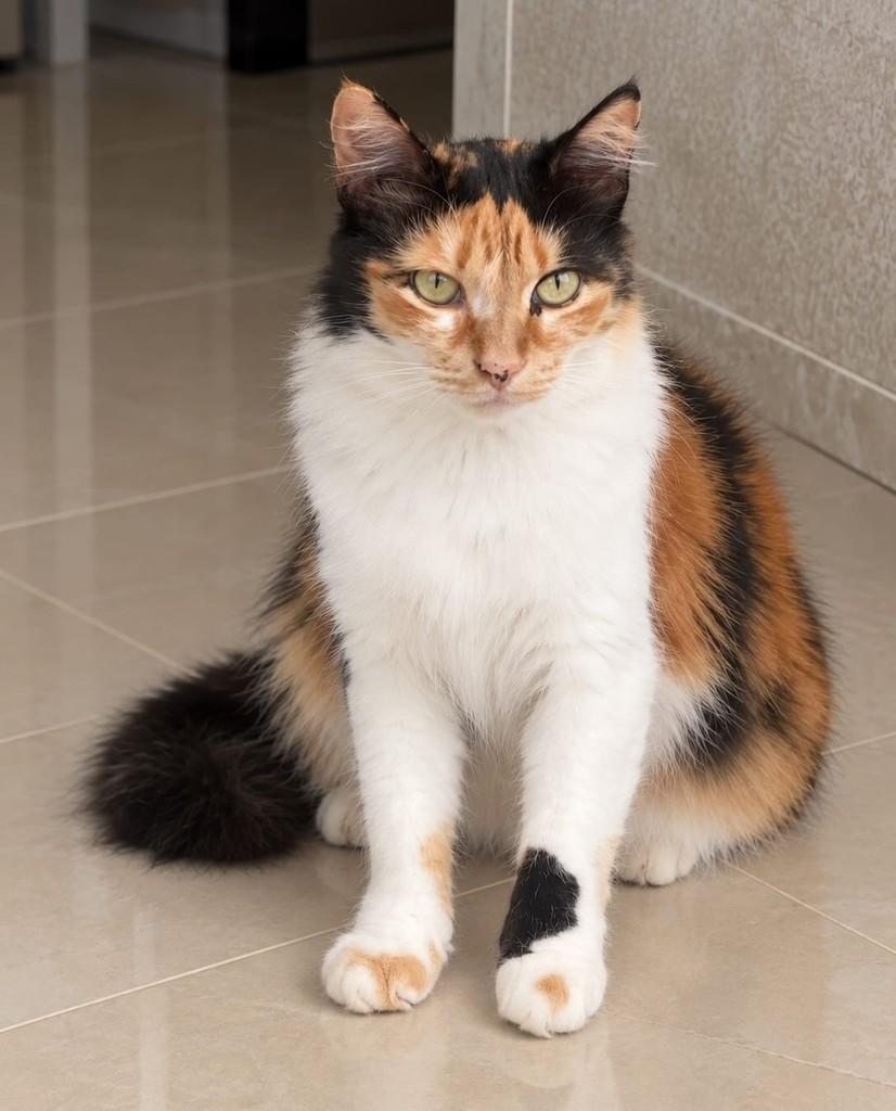 Sofia, gata de porte médio para adoção no Rio de Janeiro - RJ — foto 2 de 4