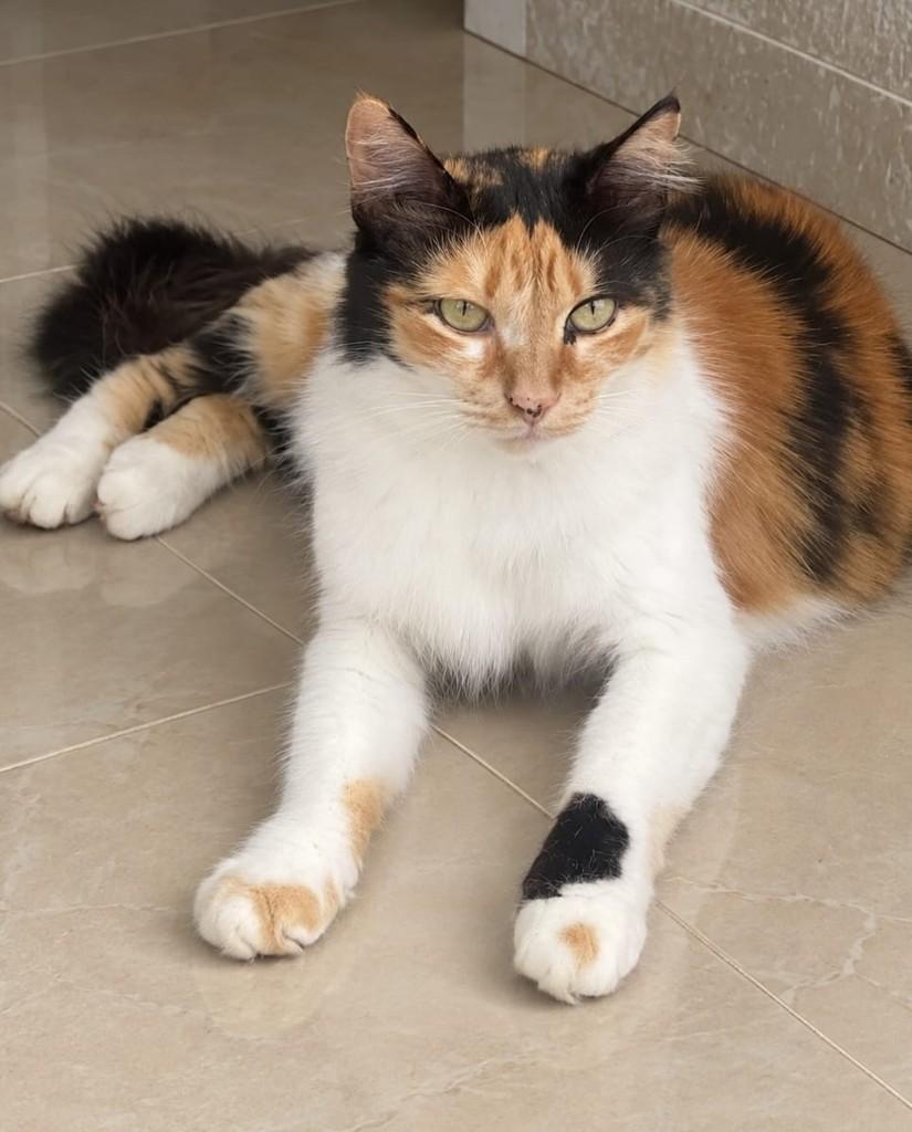 Sofia, gata de porte médio para adoção no Rio de Janeiro - RJ — foto 3 de 4