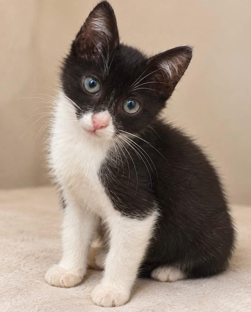 Harry, gato de porte pequeno para adoção no Rio de Janeiro - RJ