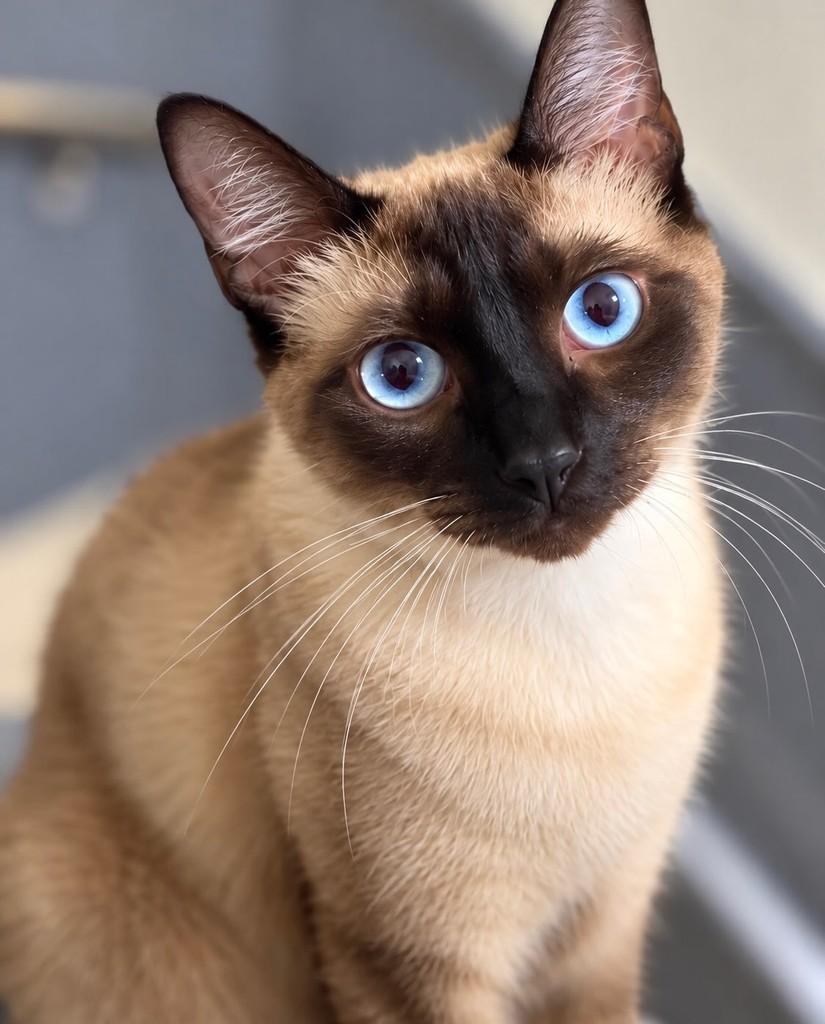 Zezé, gato de porte médio para adoção no Rio de Janeiro - RJ