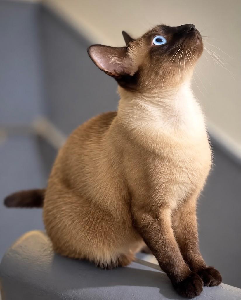 Zezé, gato de porte médio para adoção no Rio de Janeiro - RJ — foto 2 de 4