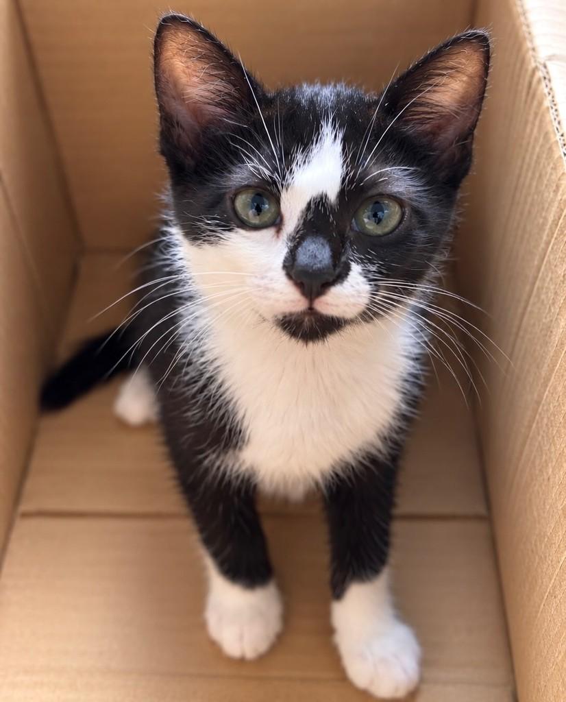 Lívia, gata de porte pequeno para adoção no Rio de Janeiro - RJ — foto 3 de 3