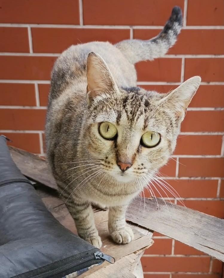 Mila, gata de porte pequeno para adoção no Rio de Janeiro - RJ — foto 3 de 4