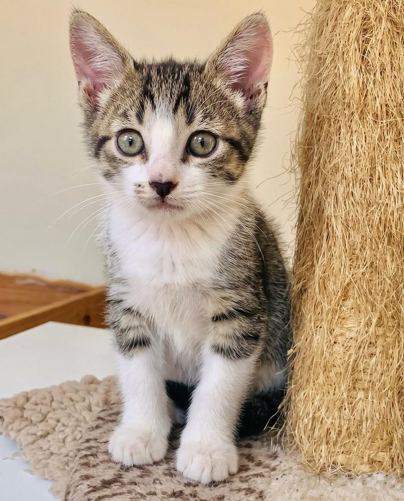 Trovão, gato de porte pequeno para adoção no Rio de Janeiro - RJ — foto 2 de 2