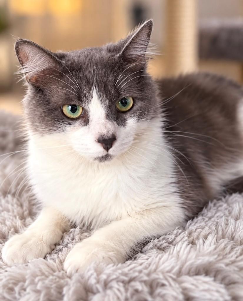Lino, gato de porte médio para adoção no Rio de Janeiro - RJ