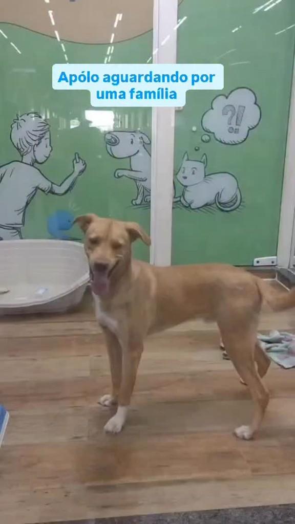 Apólo, cachorro de porte médio para adoção em Suzano - SP