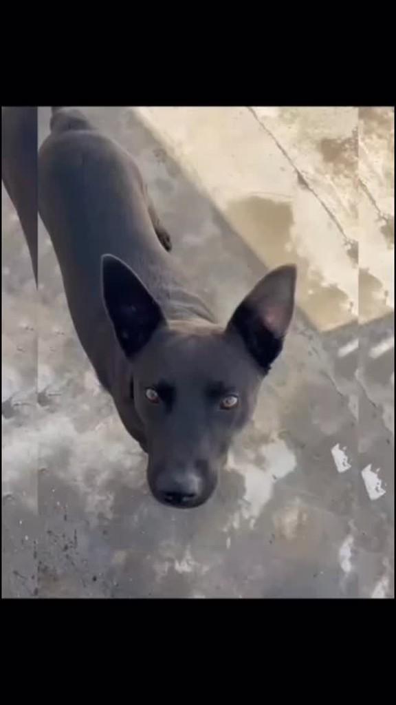 Lobinho, cachorro de porte médio para adoção em Suzano - SP