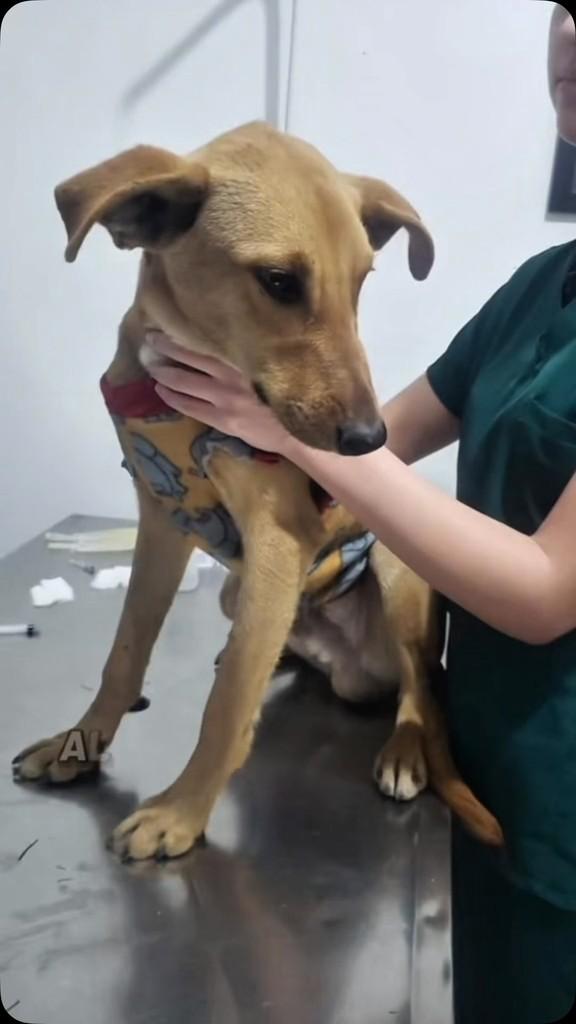 Tito, cachorro de porte pequeno para adoção em Suzano - SP