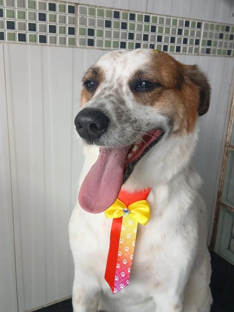 Joca, cachorro de porte pequeno para adoção em Suzano - SP