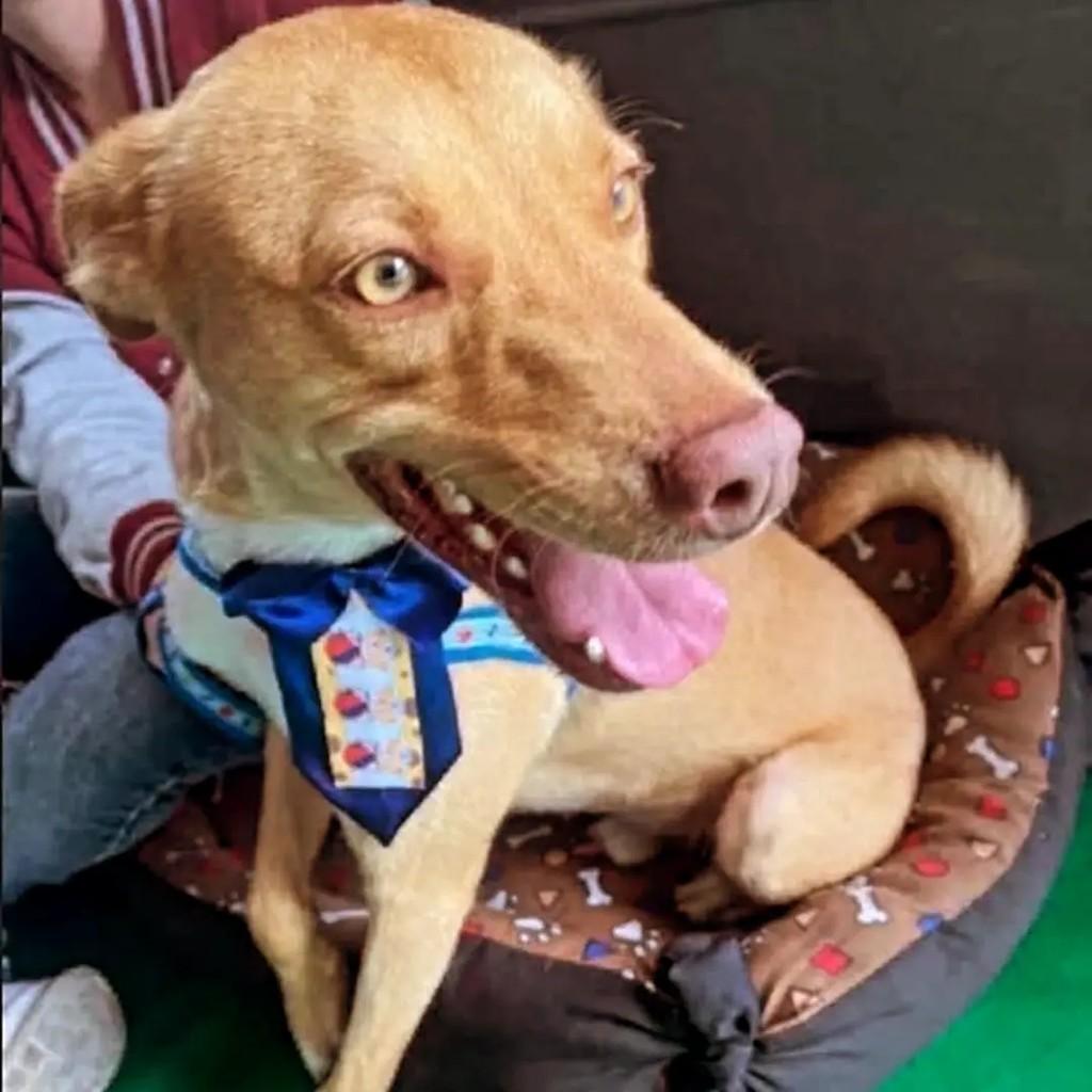 Apolinho, cachorro de porte médio para adoção em Suzano - SP