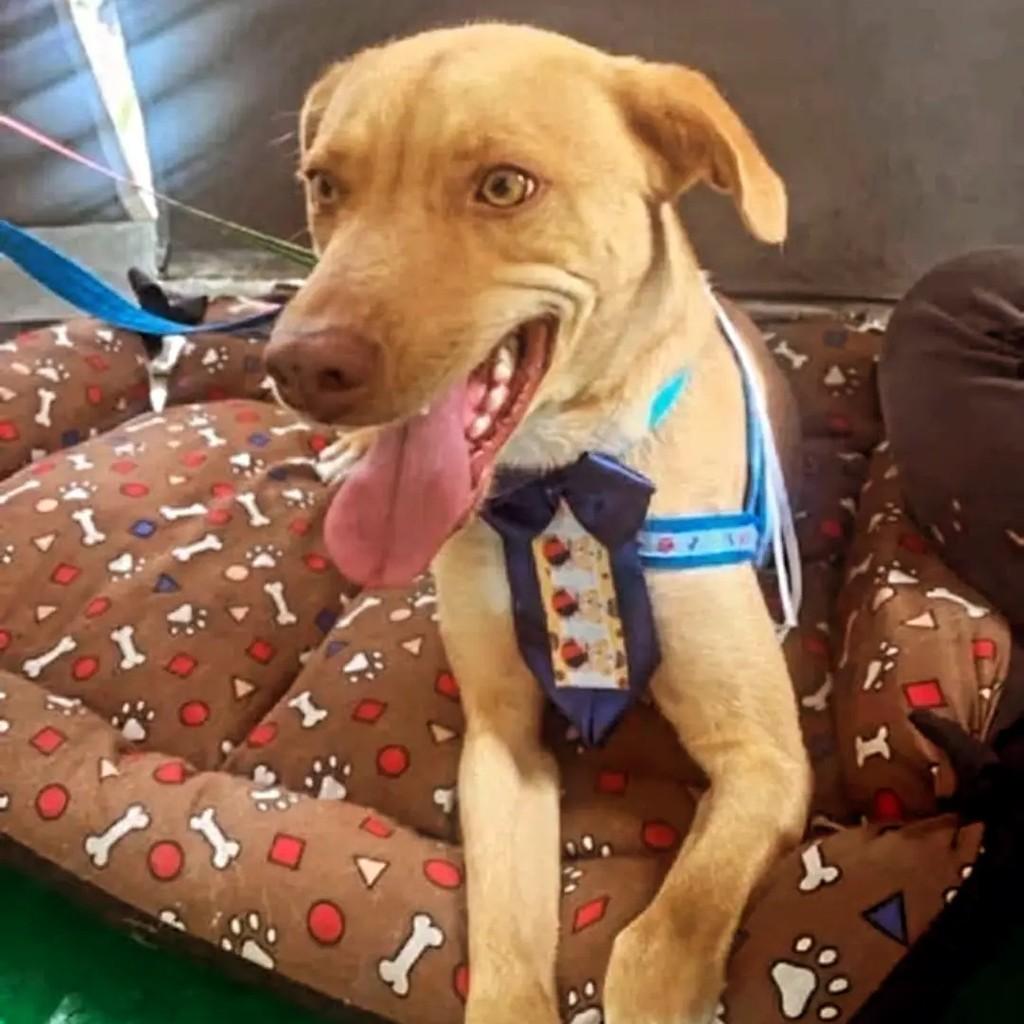 Apolinho, cachorro de porte médio para adoção em Suzano - SP — foto 2 de 2