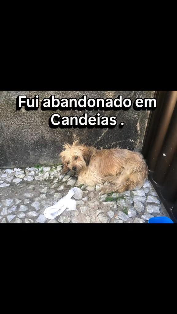 Arthur, cachorro de porte médio para adoção em Candeias - BA