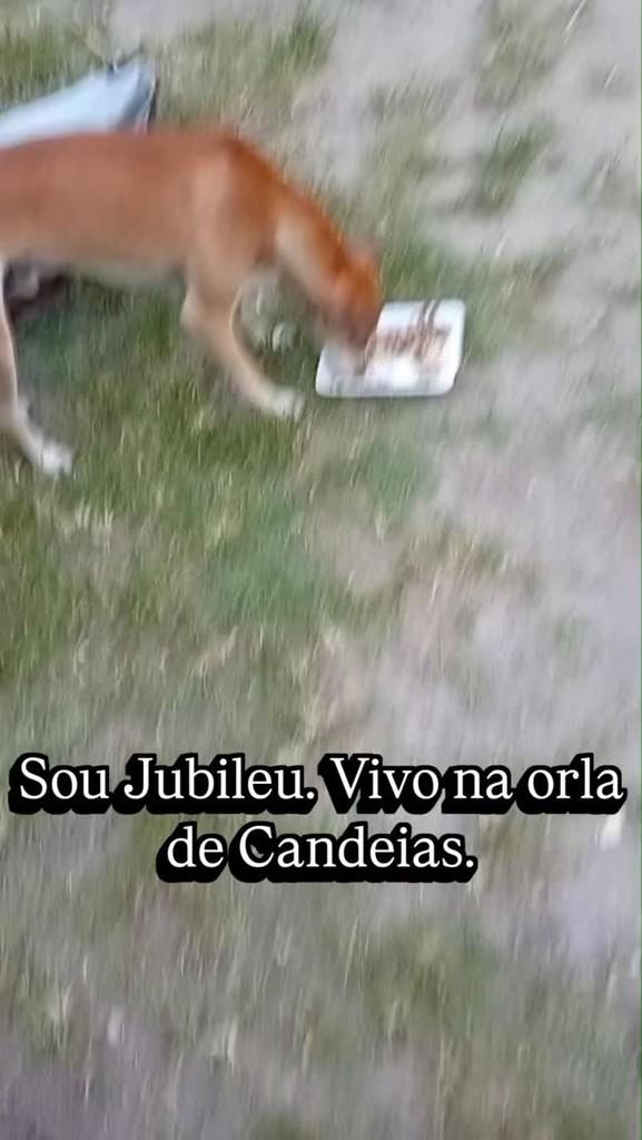 Jubileu, cachorro de porte pequeno para adoção em Candeias - BA
