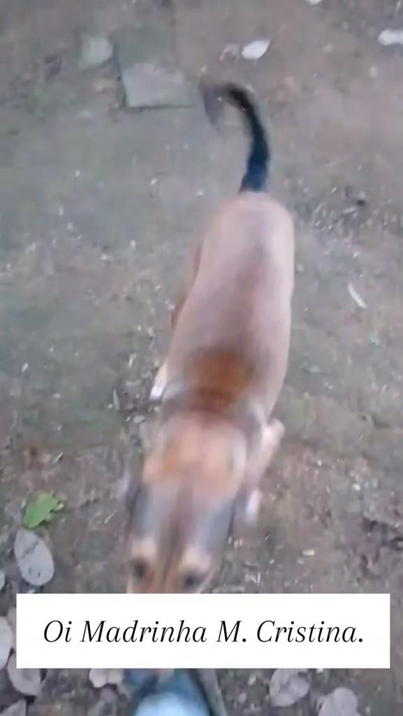 Roger, cachorro de porte pequeno para adoção em Candeias - BA