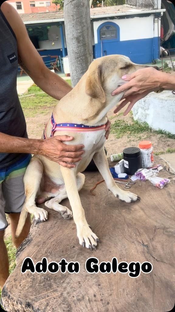 Galego, cachorro de porte grande para adoção em Candeias - BA
