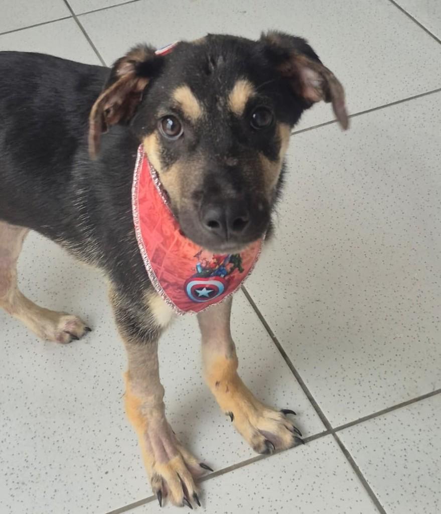 Bento, cachorro de porte pequeno para adoção em Laguna - SC