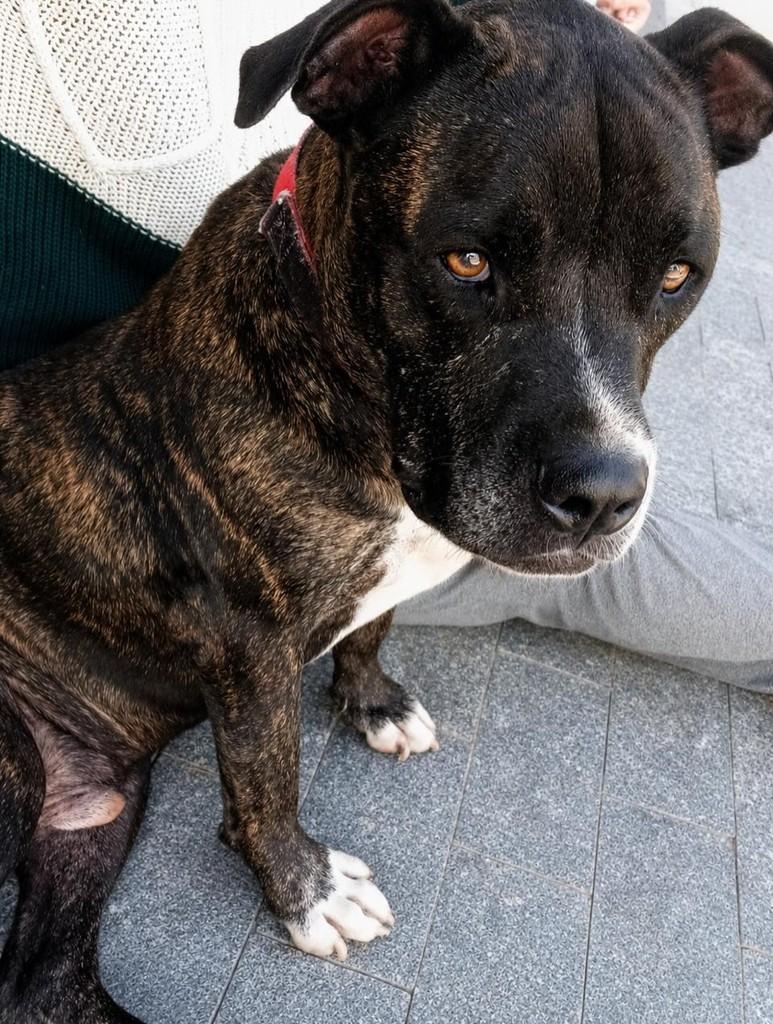 Hércules, cachorro de porte médio para adoção em Laguna - SC