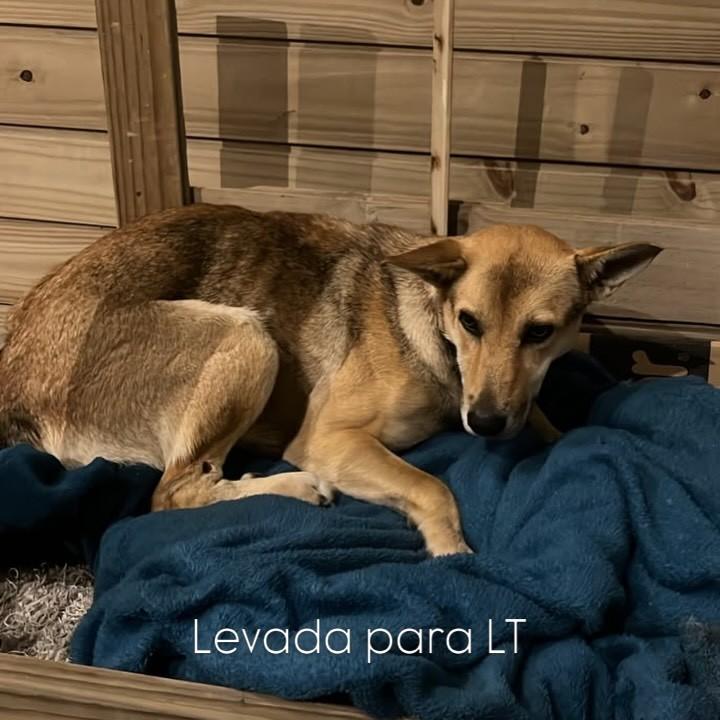 Caramela, cadela de porte médio para adoção em Laguna - SC