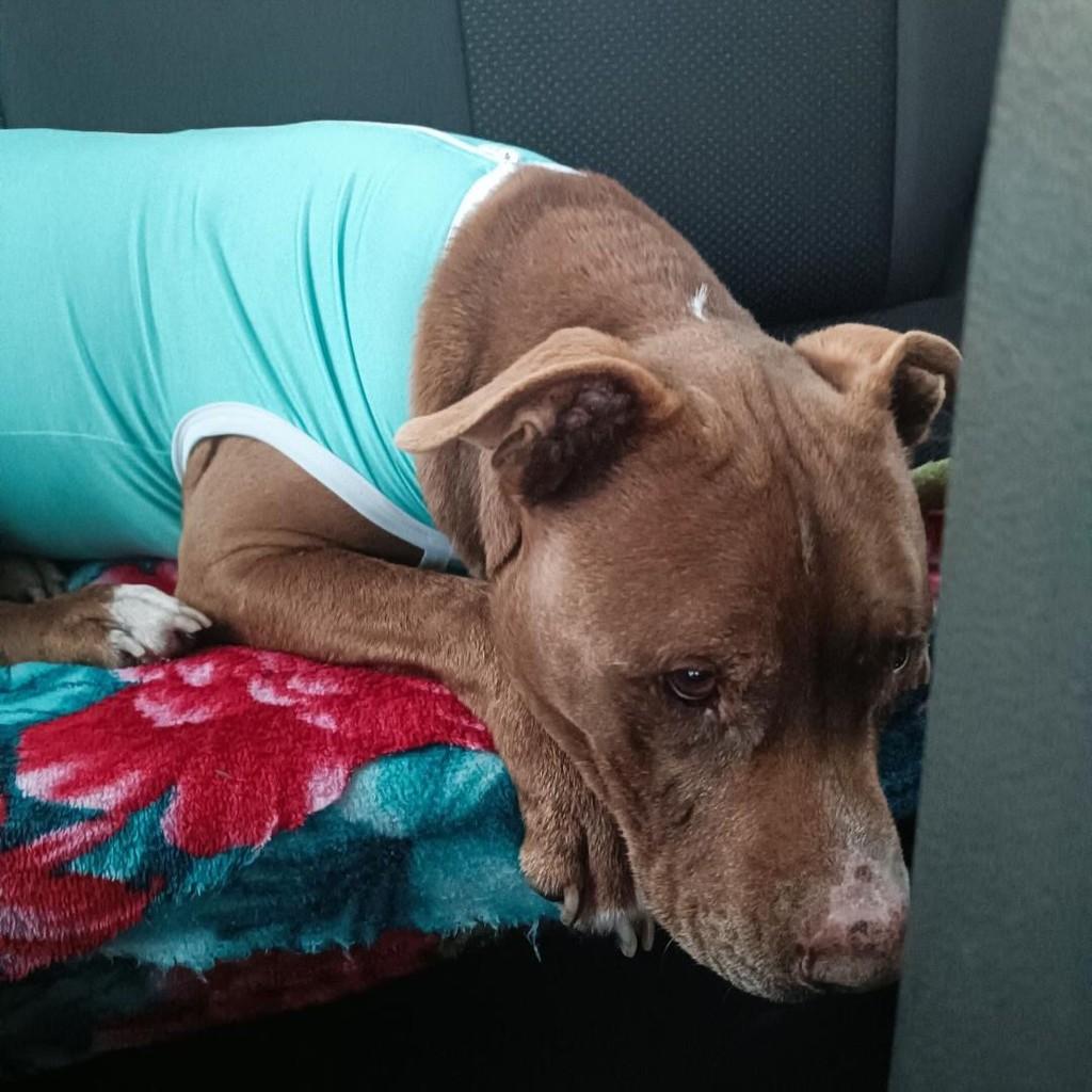 Guri, cachorro de porte médio para adoção em Laguna - SC