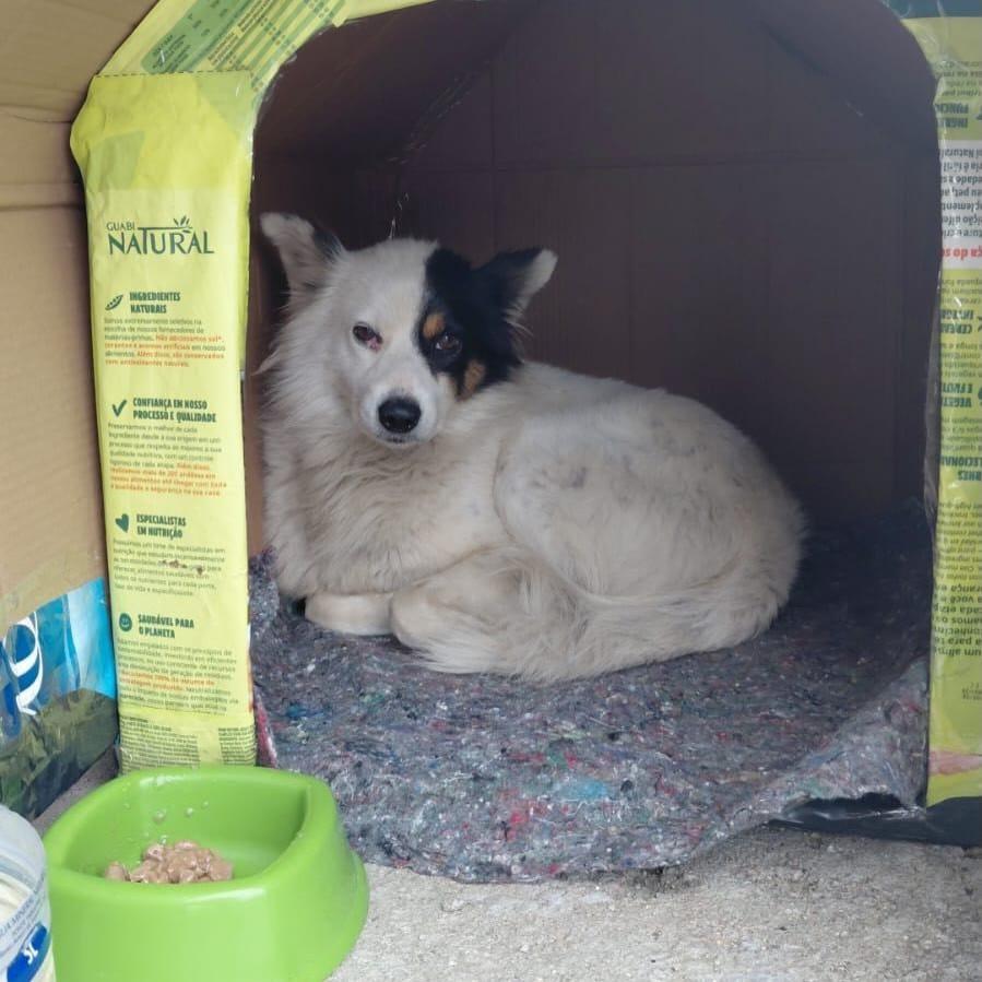 Pirata, cachorro de porte médio para adoção em Laguna - SC