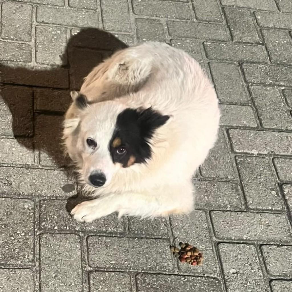 Pirata, cachorro de porte médio para adoção em Laguna - SC — foto 3 de 7