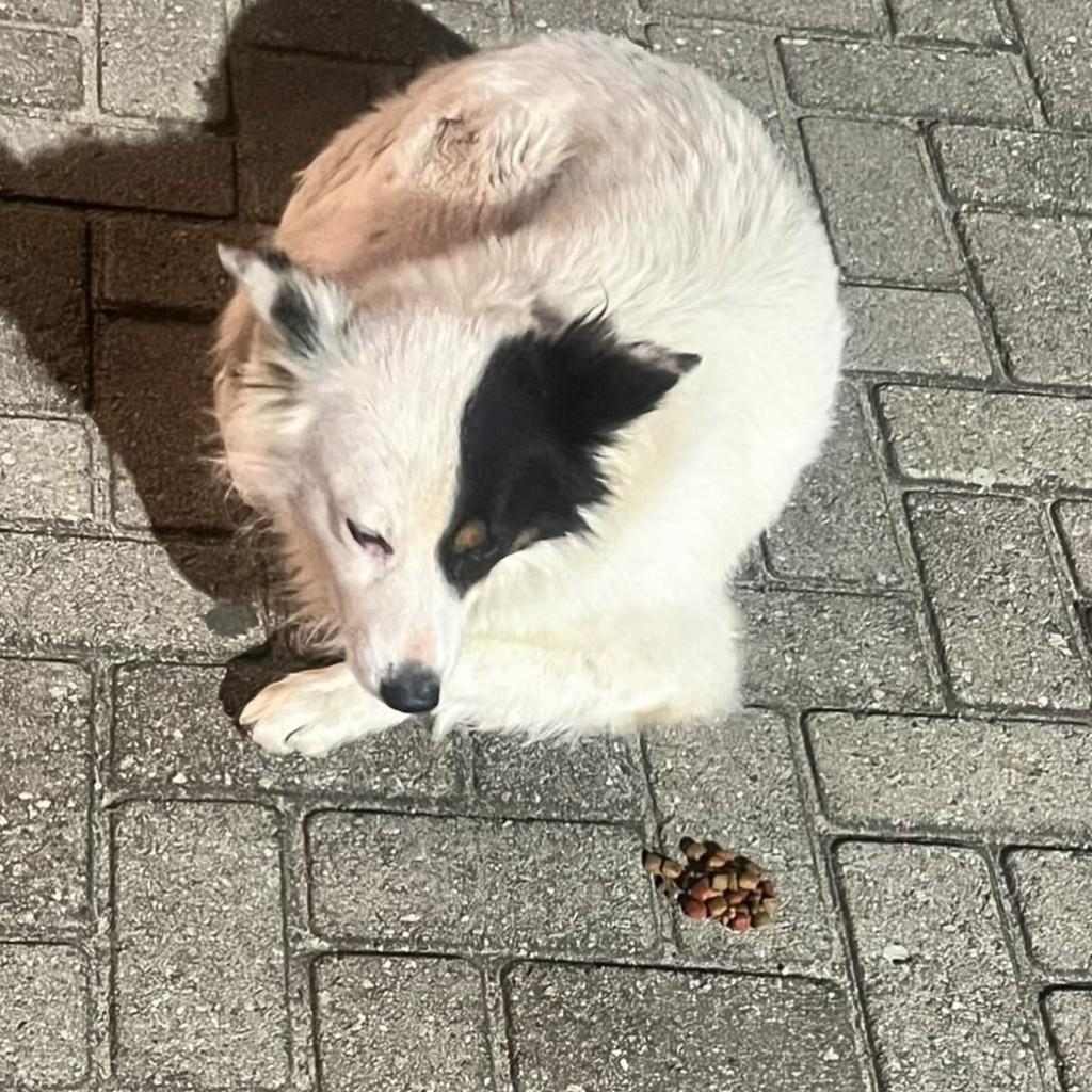 Pirata, cachorro de porte médio para adoção em Laguna - SC — foto 4 de 7