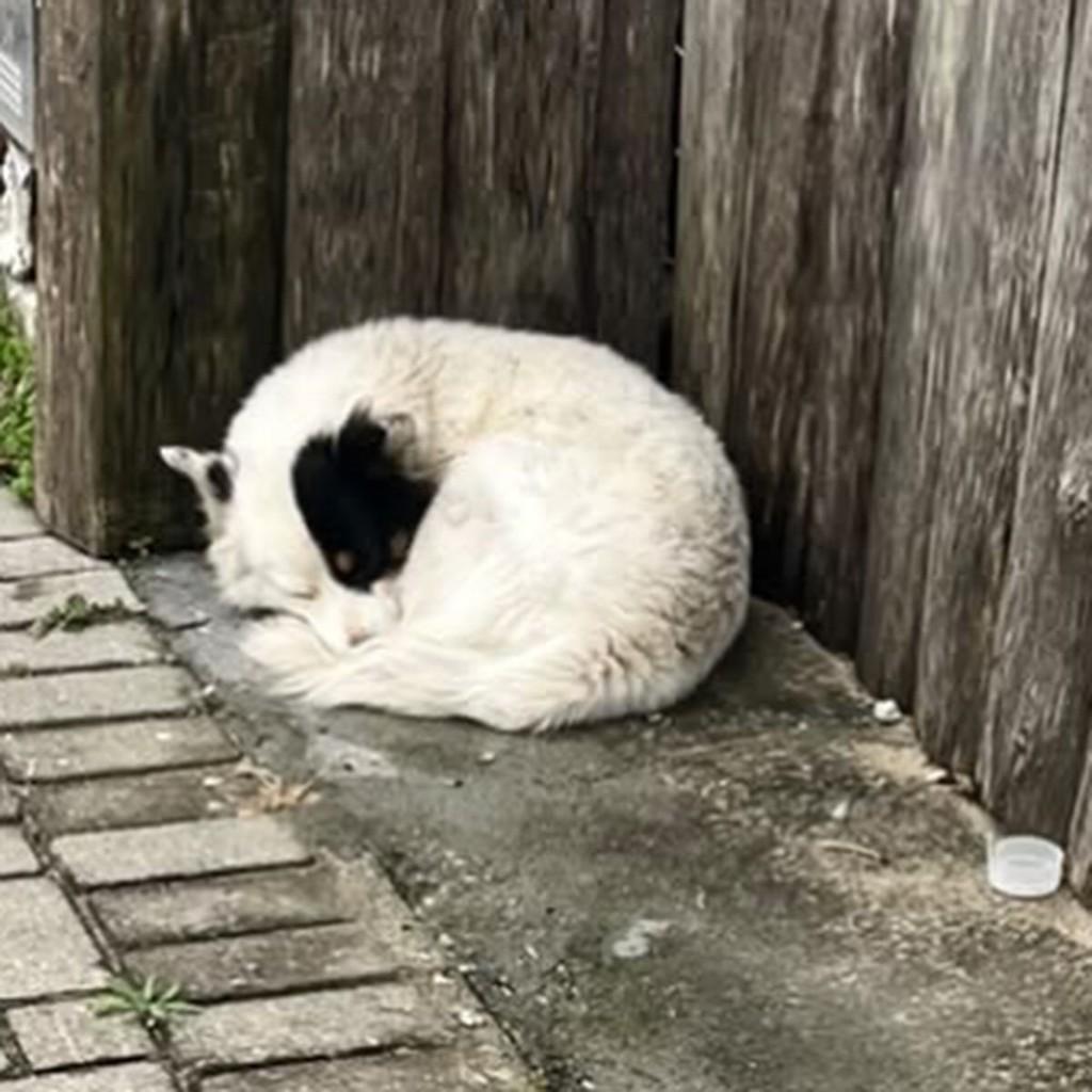 Pirata, cachorro de porte médio para adoção em Laguna - SC — foto 5 de 7