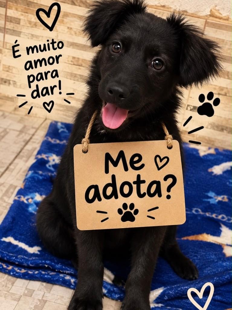 Café, cachorro de porte médio para adoção em Laguna - SC