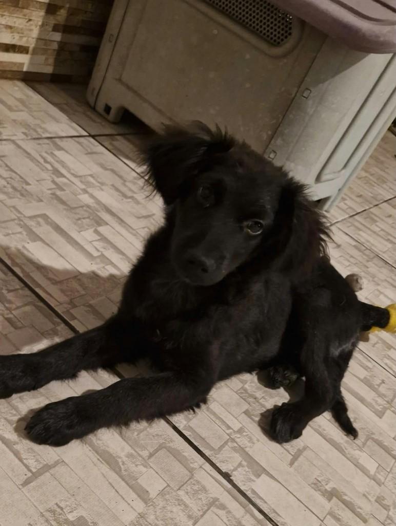 Café, cachorro de porte médio para adoção em Laguna - SC — foto 2 de 2