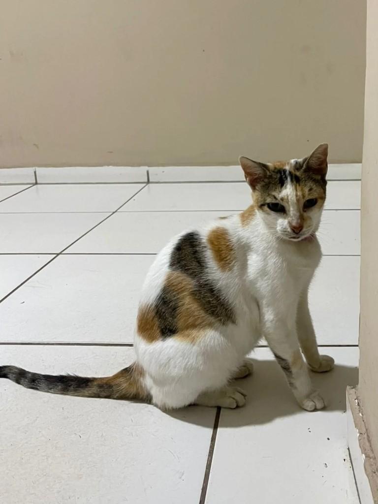 Bêhum, gata de porte médio para adoção em São Luís - MA