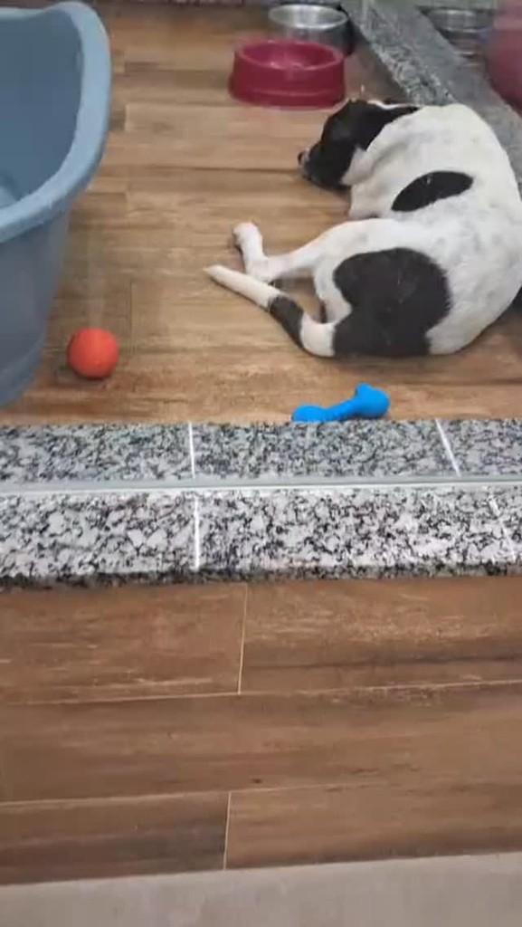 Zeus, cachorro de porte pequeno para adoção em São Luís - MA