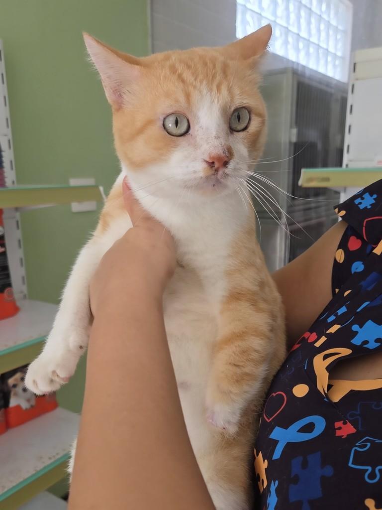 Thor, gato de porte médio para adoção em São Luís - MA