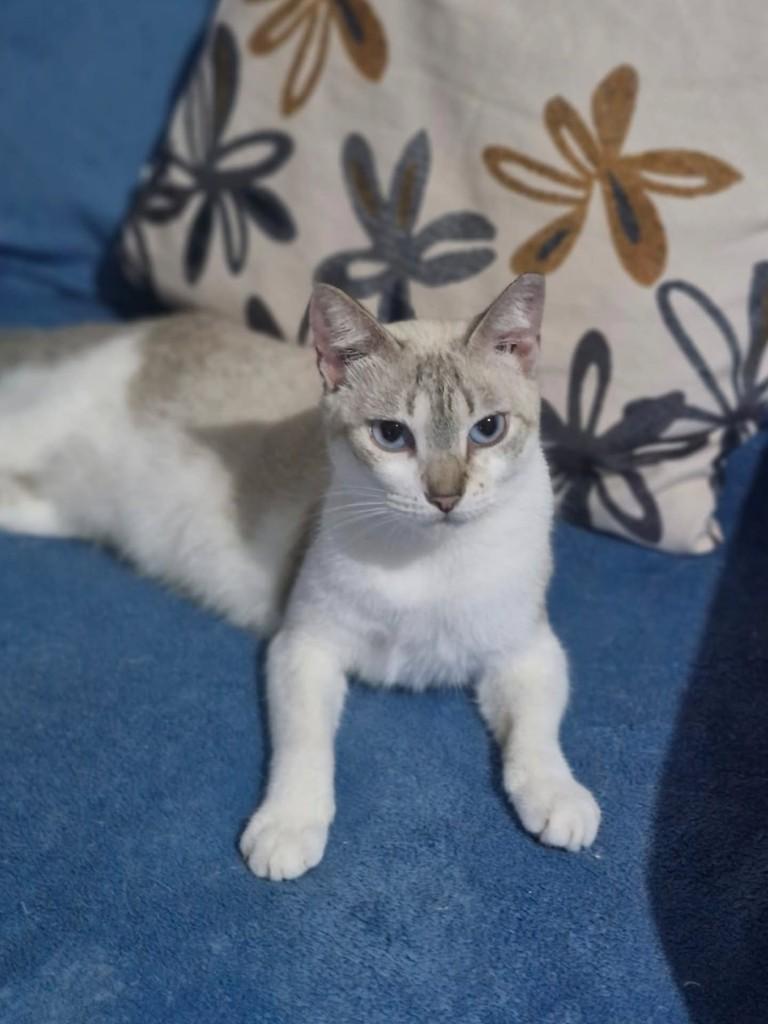 Felipa, gata para adoção em São Luís - MA