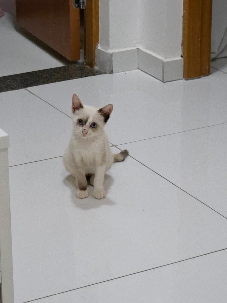 Bárbara, gata de porte pequeno para adoção em São Luís - MA