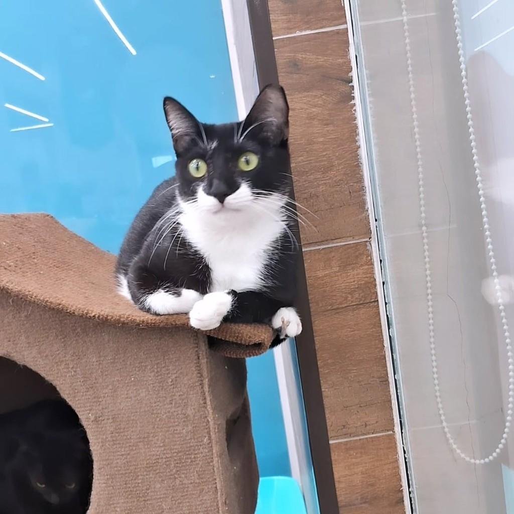 João, gato para adoção em São Luís - MA