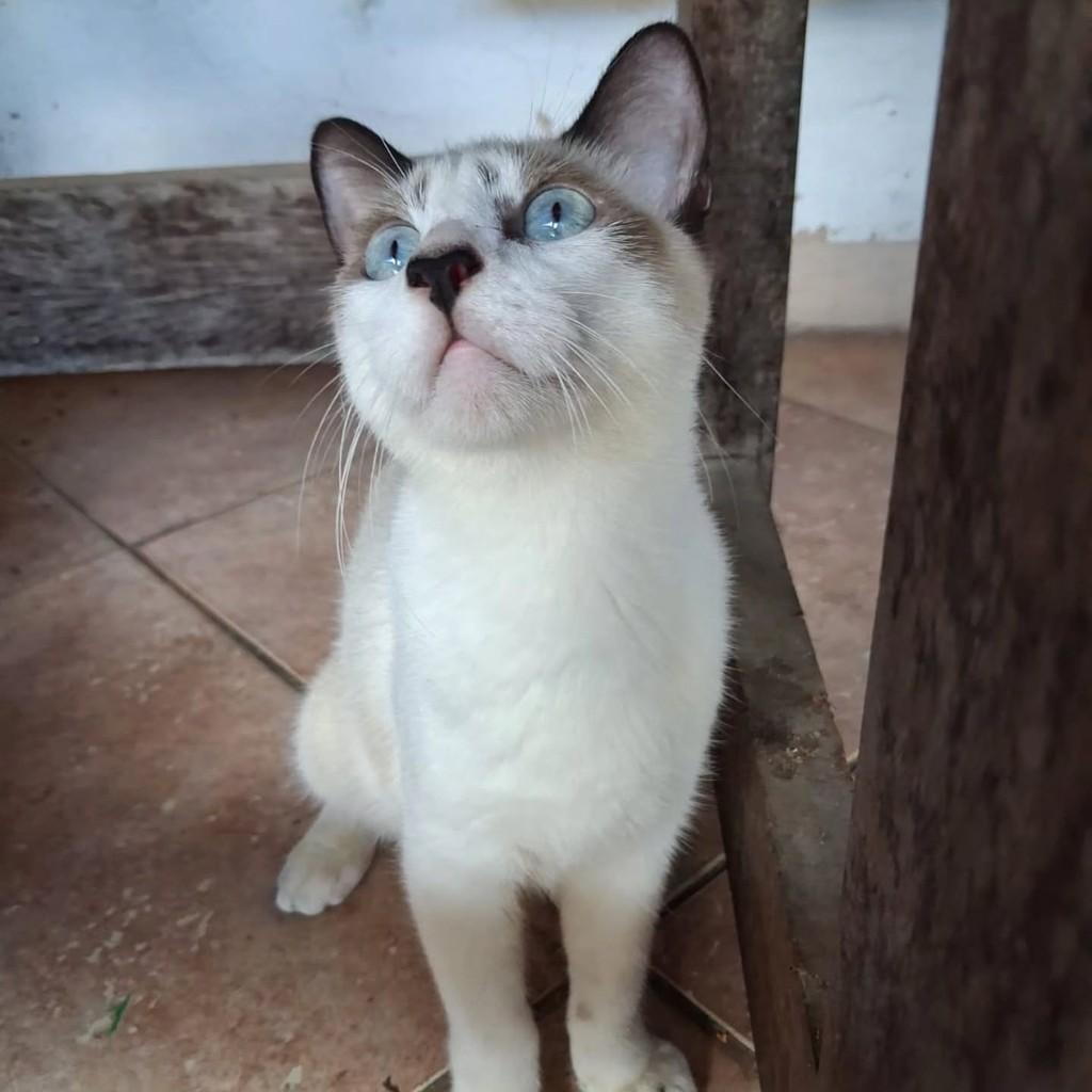 Ringo, gato de porte pequeno para adoção em São Luís - MA