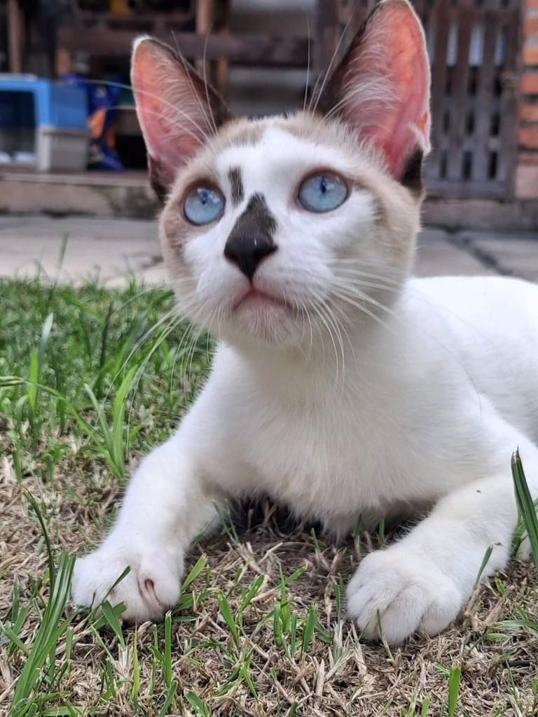 Sherlock, gato de porte pequeno para adoção em São Luís - MA