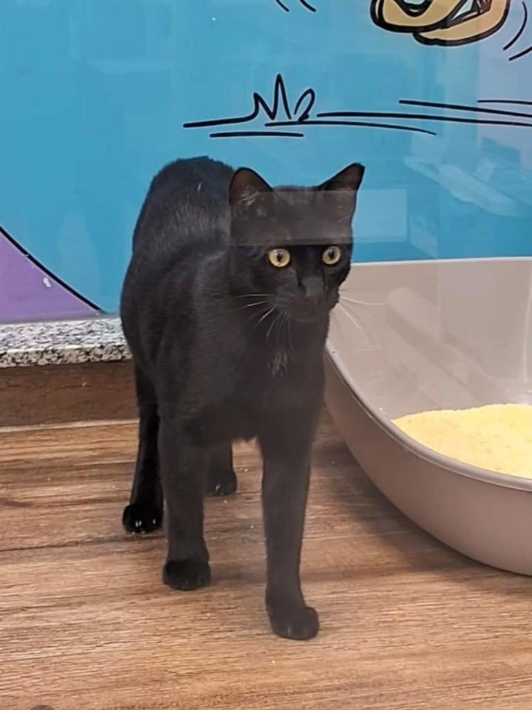 Ipê, gato de porte pequeno para adoção em São Luís - MA