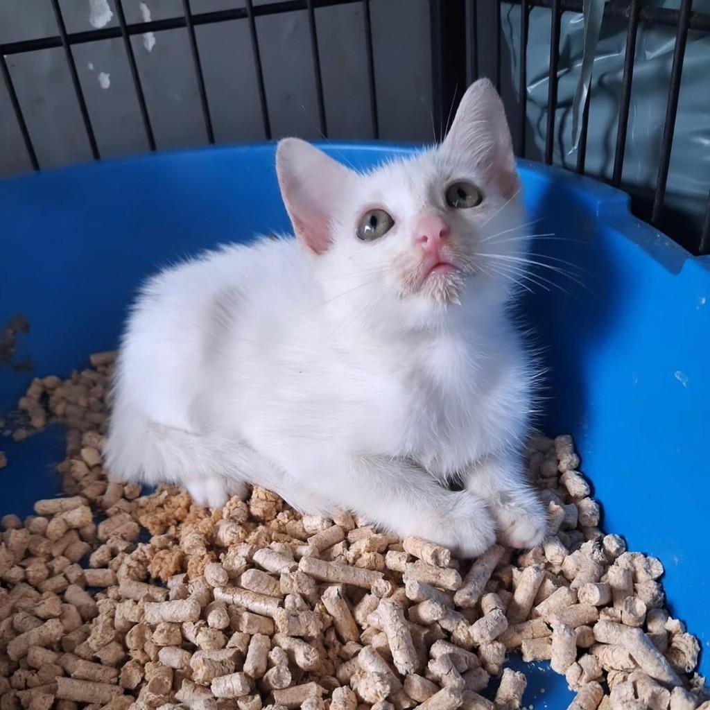 Álvaro, gato de porte pequeno para adoção em São Luís - MA