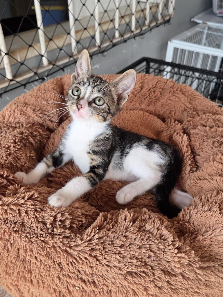 Tito, gato de porte pequeno para adoção em São Luís - MA