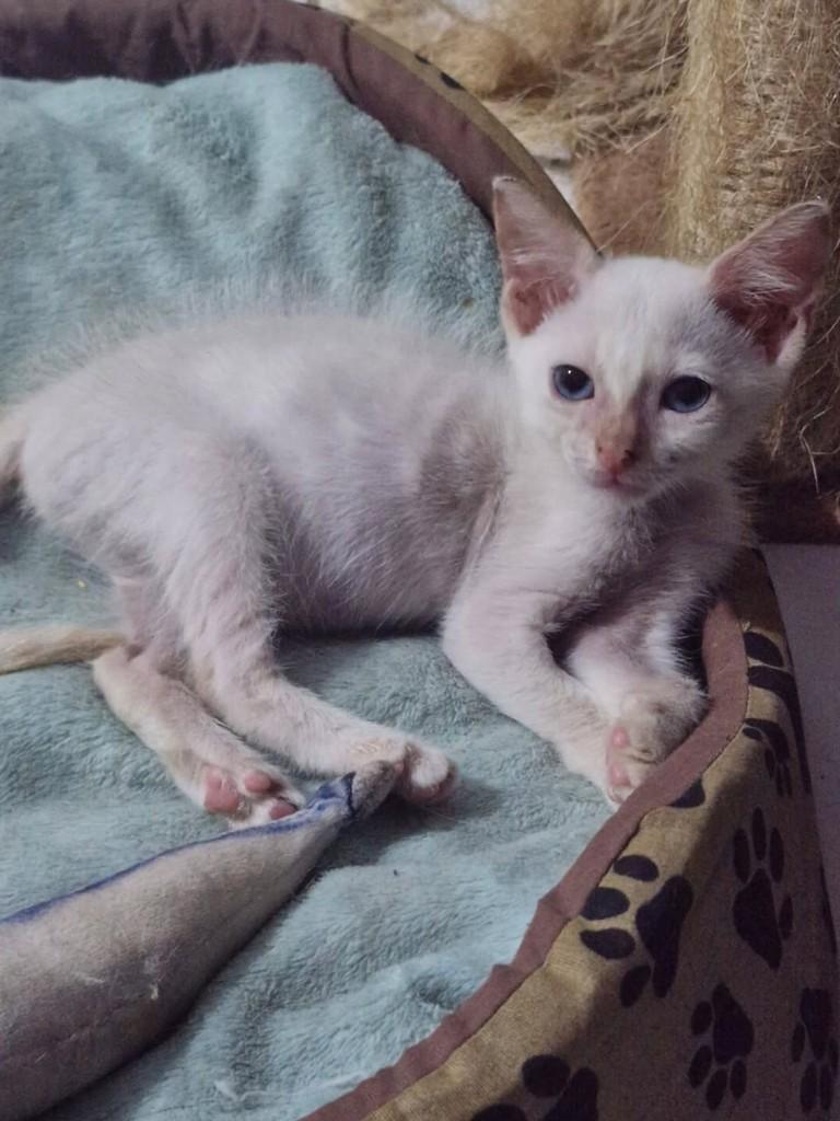 Vandinha, gata de porte pequeno para adoção em São Luís - MA