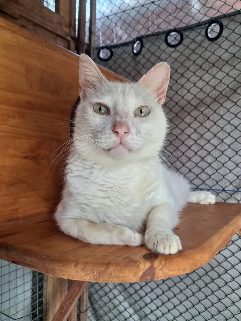 Fred, gato para adoção em São Luís - MA