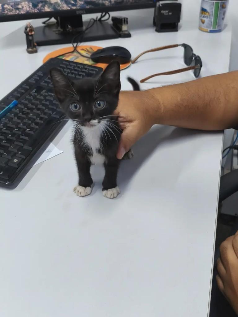 Lindezinha, gato de porte pequeno para adoção em São Luís - MA