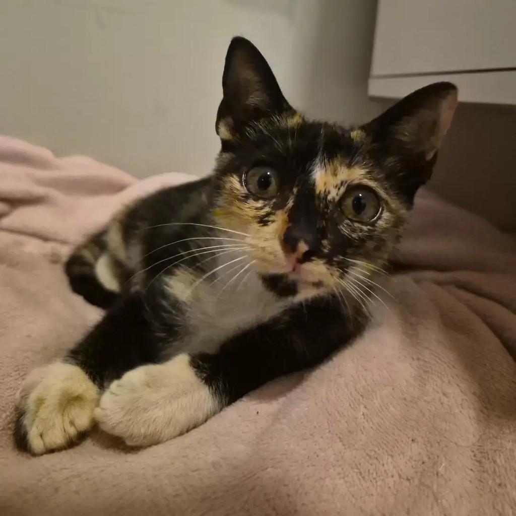 Linda, gata de porte pequeno para adoção em São Luís - MA