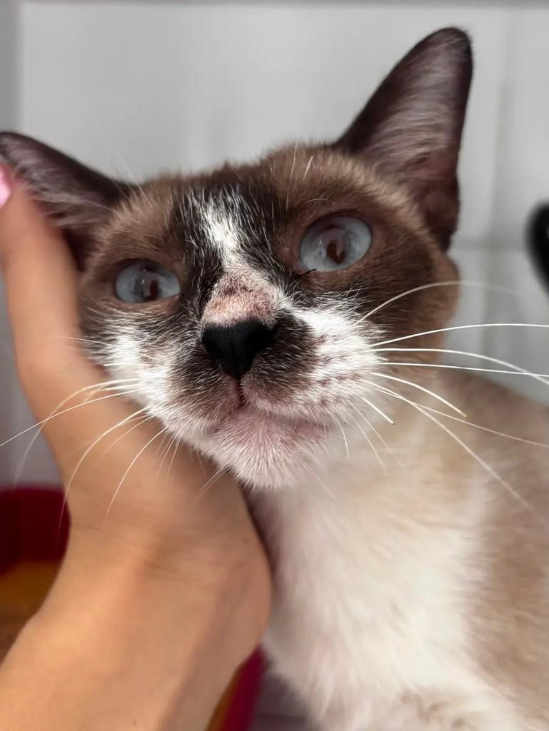 Mel, gata de porte pequeno para adoção em São Luís - MA