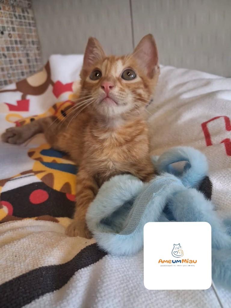 Lino, gato de porte pequeno para adoção em São Luís - MA