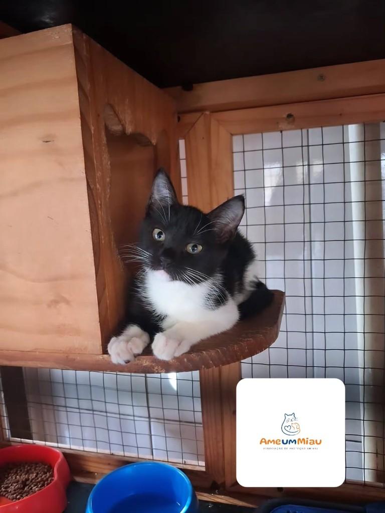 Isadora, gata de porte pequeno para adoção em São Luís - MA